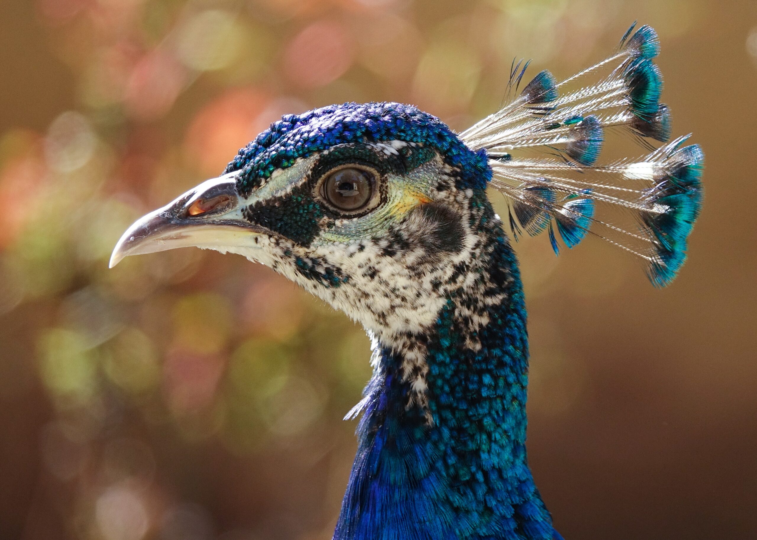 Selective focus shot of the head of a gorgeous blue peacock on blurred background Parlaci di te